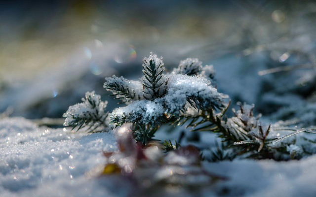 Snow covered plant macro winter free wallpaper for desktop - medium preview image