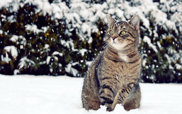 Cat snowy background bokeh focus free wallpaper for desktop - medium preview image