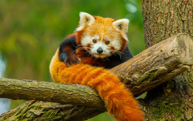 Sad red panda on branch free wallpaper for desktop - medium preview image