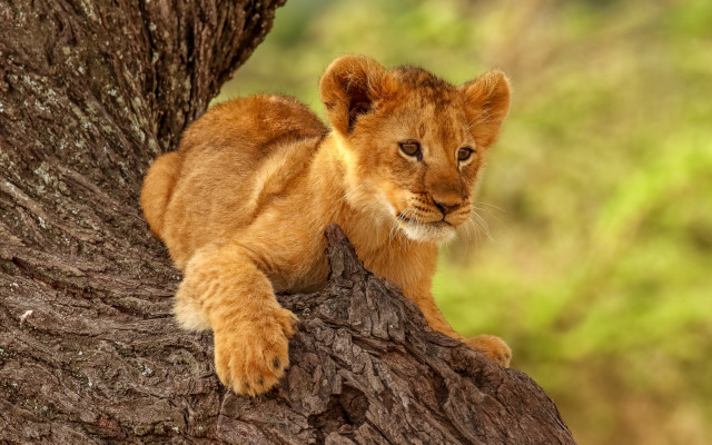Lion cub tree curious look free wallpaper for desktop - medium preview image