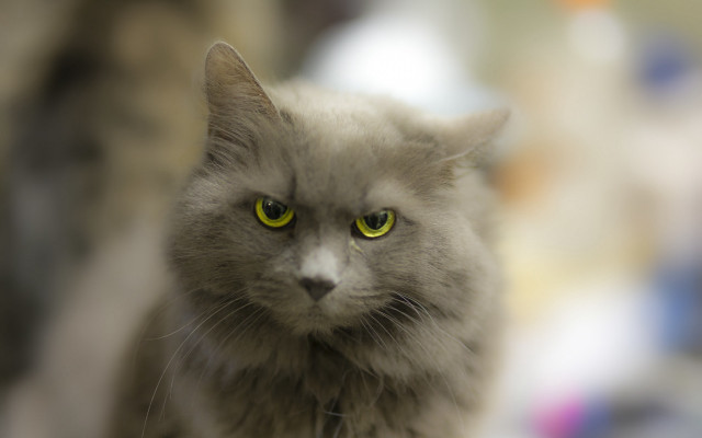 Gray cat yellow eyes blurry free wallpaper for desktop - medium preview image