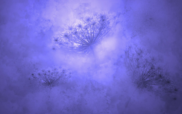 Blue plant foggy sky white free wallpaper for desktop - medium preview image