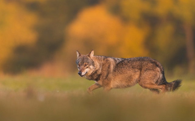 Wolf field trees sunset motion free wallpaper for desktop - medium preview image