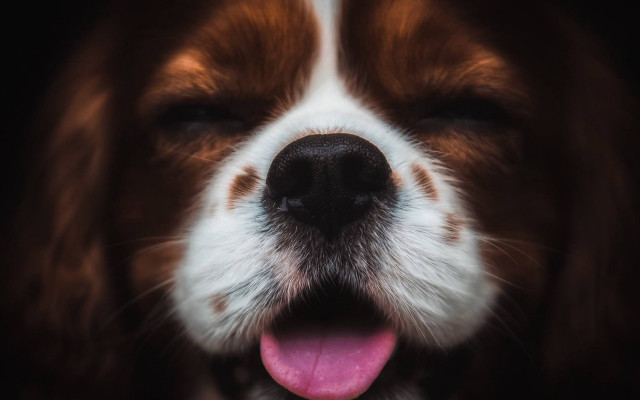 Dog open mouth tongue out #2 free wallpaper for desktop - medium preview image