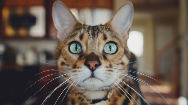 Green eyed cat blurry background free wallpaper for desktop - medium preview image