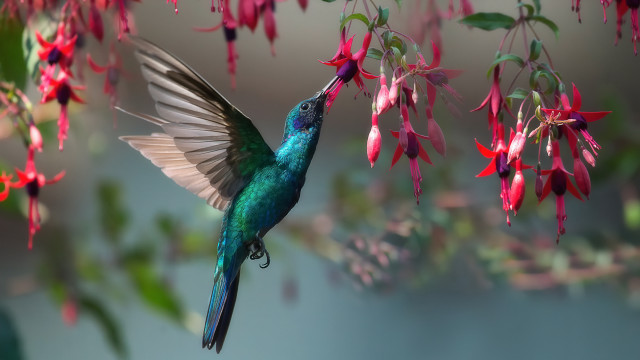 Hummingbird flower branch bokeh blue free wallpaper for desktop - medium preview image
