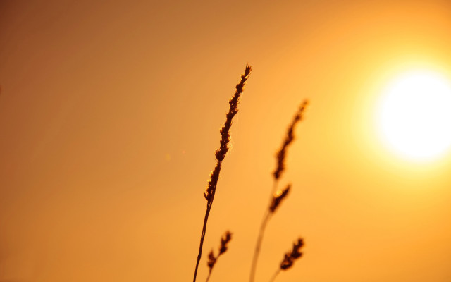 Plant sun clouds dusk mountains free wallpaper for desktop - medium preview image