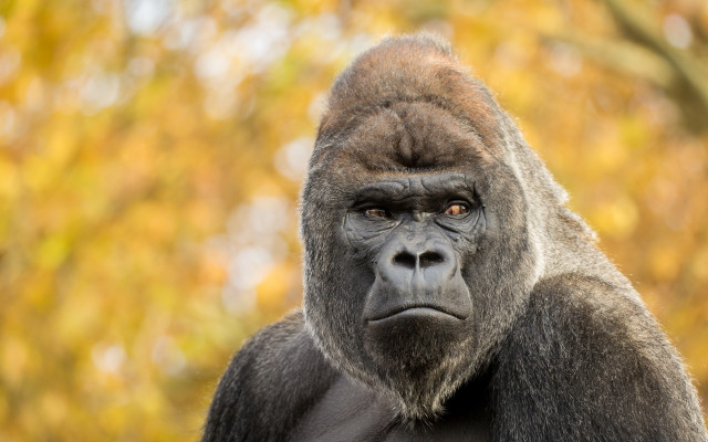 Gorilla camera blurry background bokeh free wallpaper for desktop - medium preview image