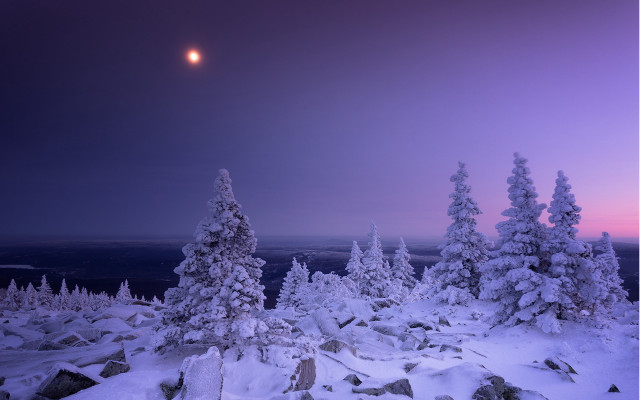 Full moon snowy landscape forest free wallpaper for desktop - medium preview image