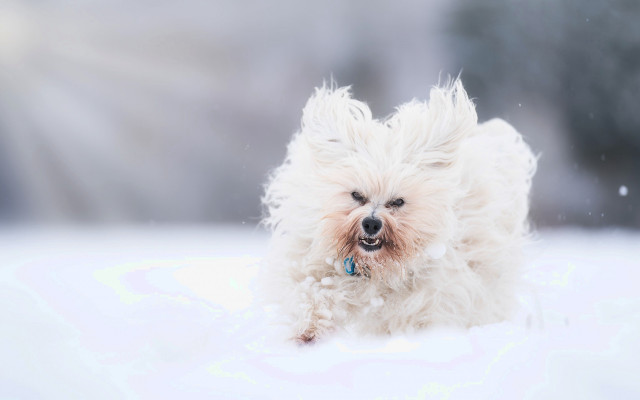 Small white dog snow frisbee free wallpaper for desktop - medium preview image