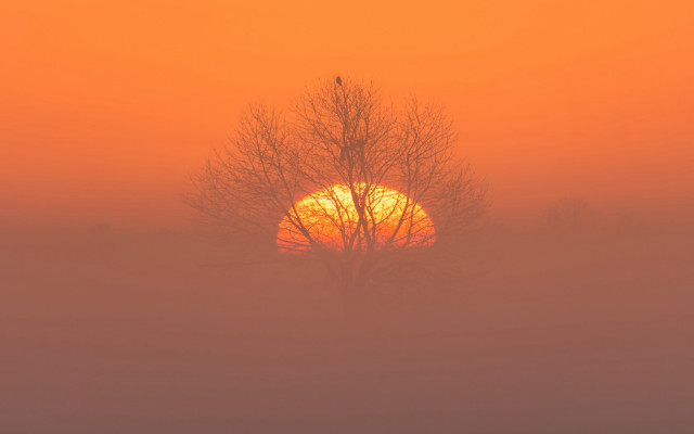 Foggy sunrise tree bird orange free wallpaper for desktop - medium preview image