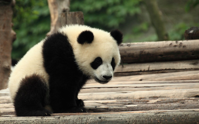 Panda sitting wooden platform trees free wallpaper for desktop - medium preview image