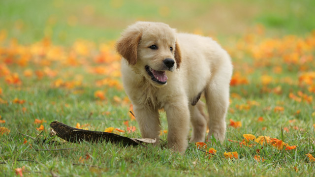 Puppy bird flower autumn blurry free wallpaper for desktop - medium preview image