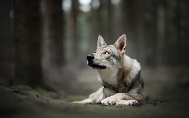 Wolf forest light focus shiba free wallpaper for desktop - medium preview image