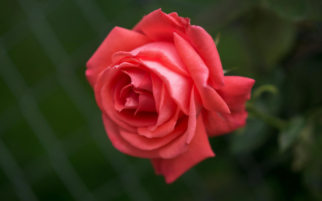 Red rose blooming garden macro free wallpaper for desktop - medium preview image