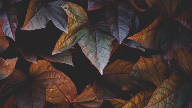 Leaves vines dark background macro free wallpaper for desktop - medium preview image