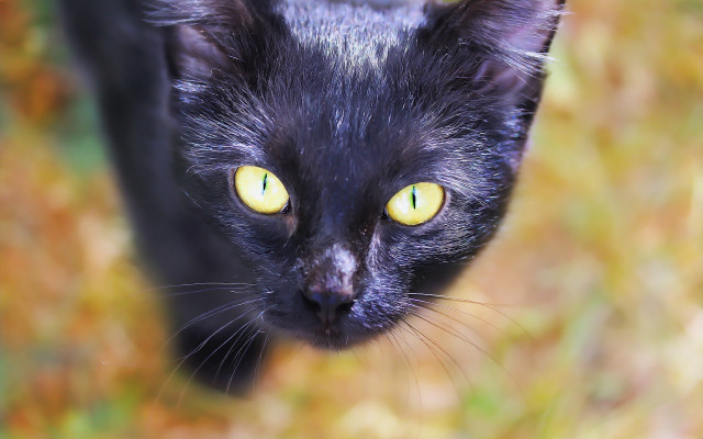 Black cat yellow eyes gothic #19 free wallpaper for desktop - medium preview image