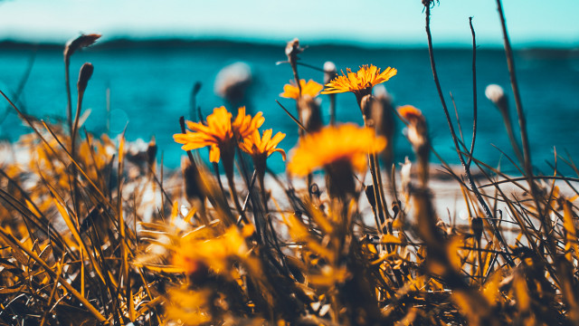 Yellow flowers grass ocean blue free wallpaper for desktop - medium preview image