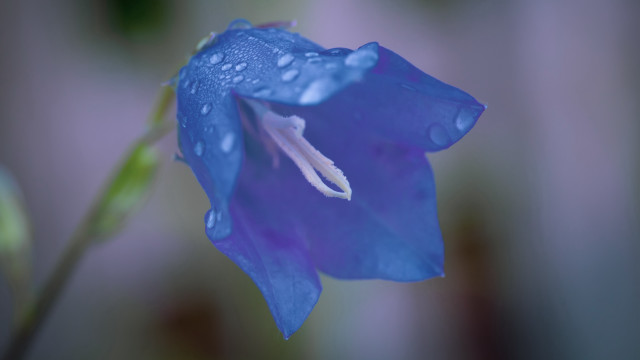 Blue flower water droplets macro #3 free wallpaper for desktop - medium preview image