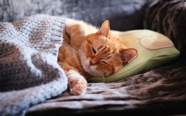 Cozy cat sleeping pillow couch free wallpaper for desktop - medium preview image