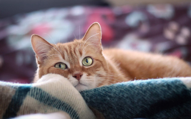 Concerned cat blurry background shiba free wallpaper for desktop - medium preview image