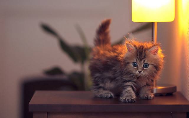 Small kitten table lamp plant free wallpaper for desktop - medium preview image