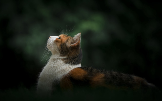 Cat portrait elk vogelsang animal free wallpaper for desktop - medium preview image