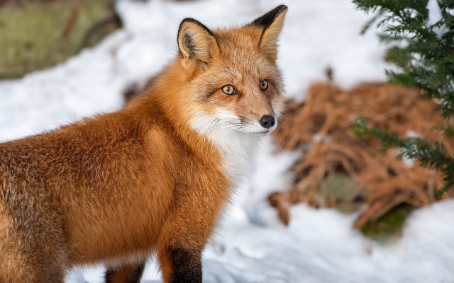 Red fox snow curious head free wallpaper for desktop - medium preview image