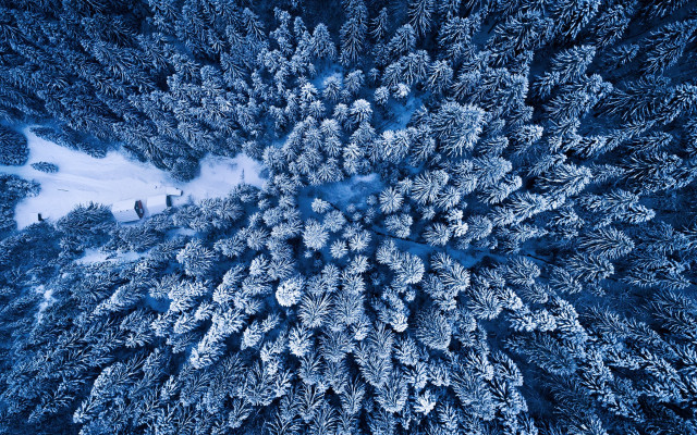 Snow covered forest microscopic view free wallpaper for desktop - medium preview image