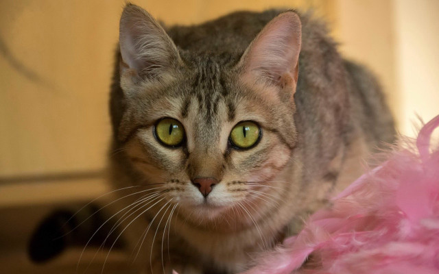 Cat green eyes pink blanket #2 free wallpaper for desktop - medium preview image