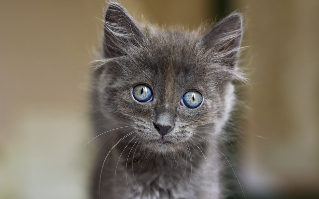 Small gray kitten blue eyes #5 free wallpaper for desktop - medium preview image