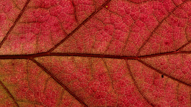 Red leaf macro photography fence free wallpaper for desktop - medium preview image