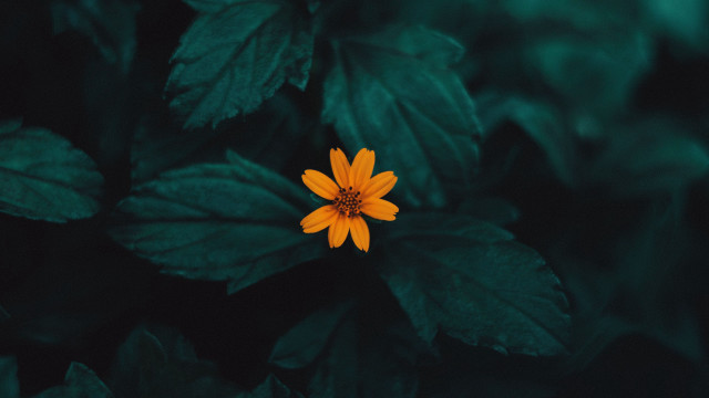 Yellow flower green leaves dark free wallpaper for desktop - medium preview image