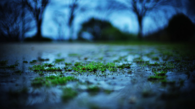 Field trees water grass bokeh free wallpaper for desktop - medium preview image