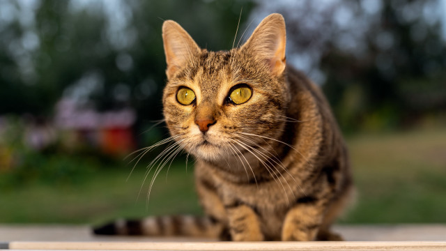 Curious yellow eyed cat outdoor free wallpaper for desktop - medium preview image