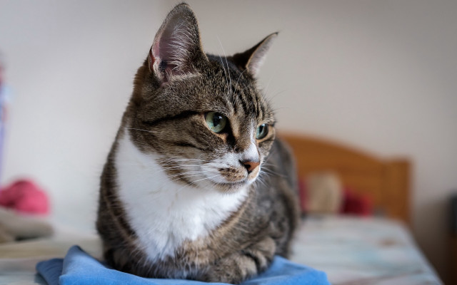 Cat bed blue blanket stuffed free wallpaper for desktop - medium preview image