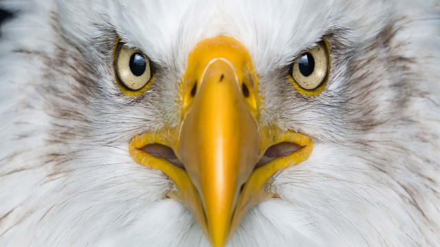 Bald eagle closeup yellow beak free wallpaper for desktop - medium preview image