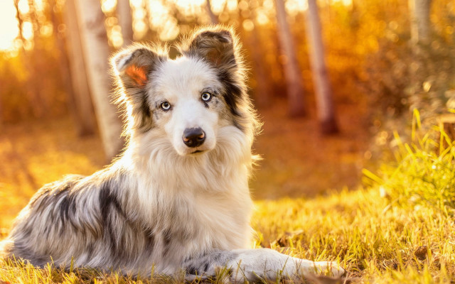 Dog grass woods autumn sunbeam free wallpaper for desktop - medium preview image