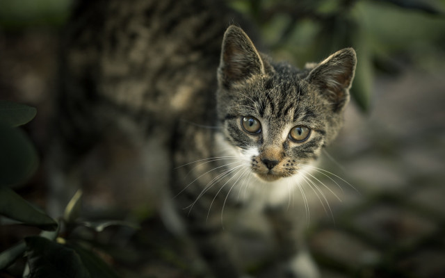 Cat grass leaves bokeh blurry free wallpaper for desktop - medium preview image