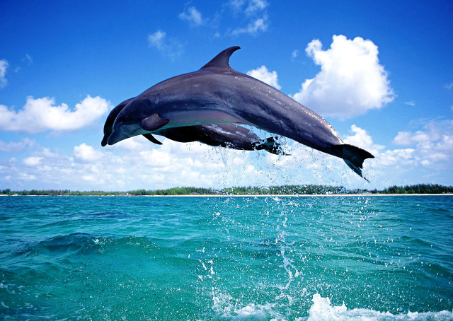 Dolphin jumping water sky background free wallpaper for desktop - medium preview image