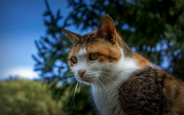 Cat orange white tree bokeh free wallpaper for desktop - medium preview image