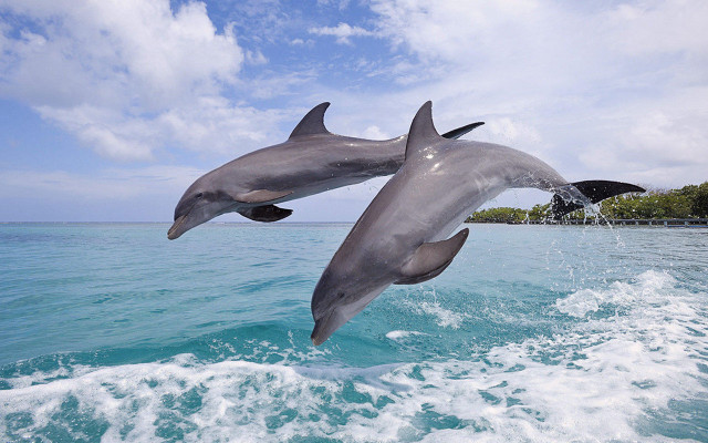 Dolphins jumping water shoreline trees free wallpaper for desktop - medium preview image
