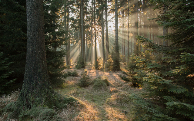 Forest path sunbeams grass anamorphic free wallpaper for desktop - medium preview image