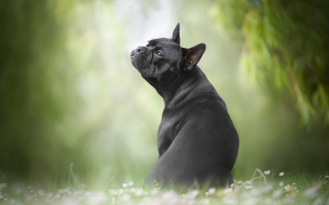 Black dog sitting in grass free wallpaper for desktop - medium preview image