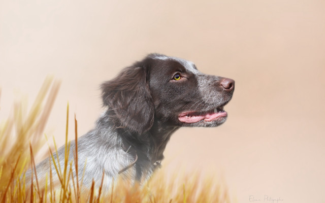Dog sky tongue tallgrass digitalpainting free wallpaper for desktop - medium preview image