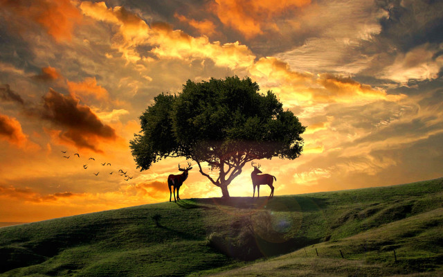Deer tree hill sunset bird free wallpaper for desktop - medium preview image