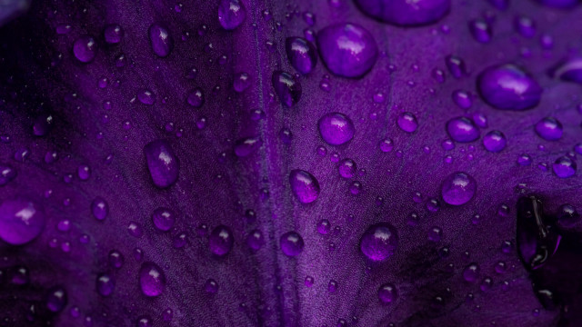 Purple flower water droplets macro #37 free wallpaper for desktop - medium preview image