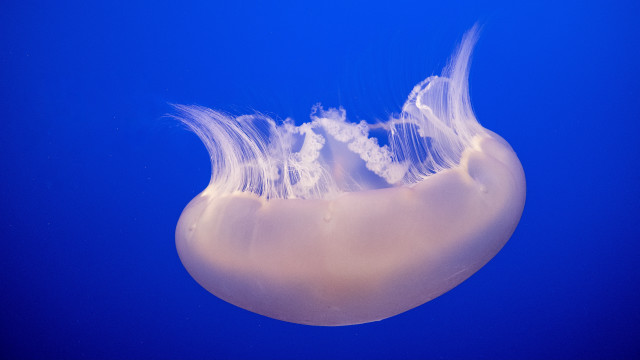 Jellyfish blue background bubbles outdoors free wallpaper for desktop - medium preview image