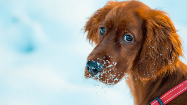 Dog redcollar blueeye snow nose free wallpaper for desktop - medium preview image
