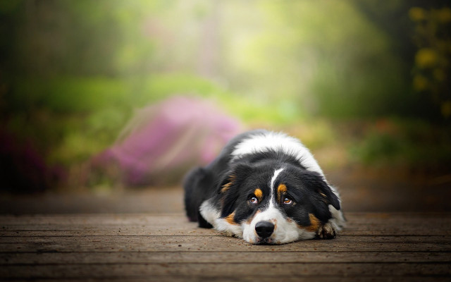 Dog forest wooden floor blurry free wallpaper for desktop - medium preview image